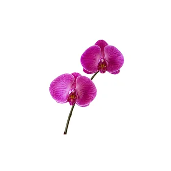 ZTTZDY 18.1*22.8 CM Orchidėja, Gėlių Mados Tualeto dangčio Lipdukas Namų Miegamojo Sienos Lipdukai, Dekoras T2-0295